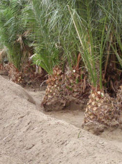 Trimmed Canary Island Palms in well maintained rows