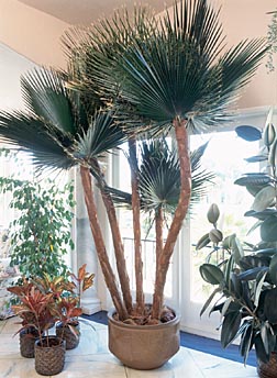 Mediterranean Cluster Palm