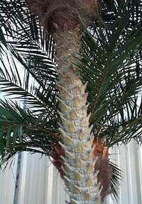 Molded Robellinni Palm Cluster