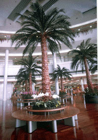 Phoenix Date Palm