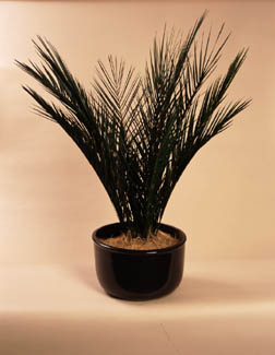 Phoenix Tabletop Palm
