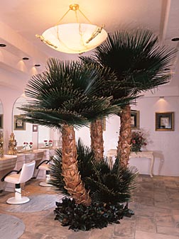 Washingtonia Fan Palm Cluster (natural trunk)
