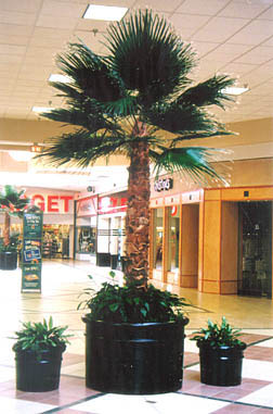 Washingtonia Fan Palm (natural trunk)